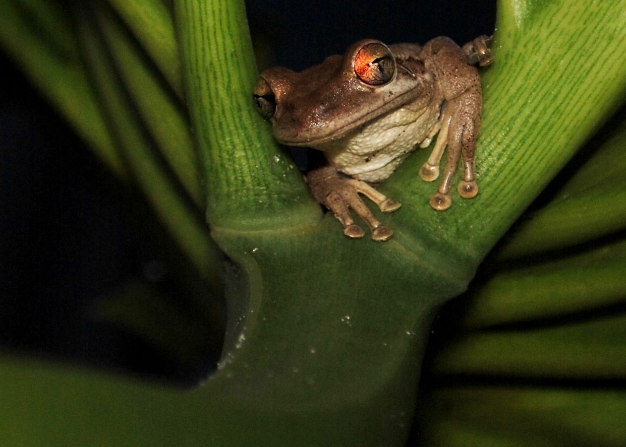 cropped-frogs-090-1.jpg